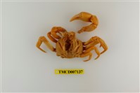 藏品(拉氏清溪蟹)的圖片